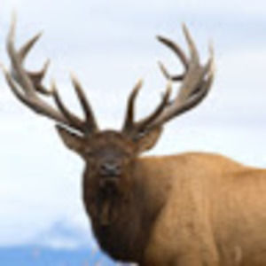 Meet your Posher, Ally